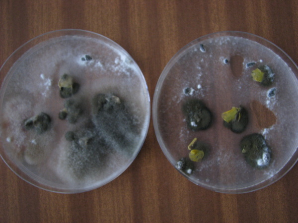 V&yacute;skyt bielej hniloby v&nbsp;porastoch repky na z&aacute;klade progn&oacute;zy pomocou infekcie kvetn&yacute;ch lupienkov v&nbsp;tomto roku bude pravdepodobne n&iacute;zky. Len minim&aacute;lne množstvo lupienkov bolo infikovan&yacute;ch a&nbsp;po naložen&iacute; na umel&uacute; živn&uacute; p&ocirc;du z&nbsp;nich vyr&aacute;stlo myc&eacute;lium huby Sclerotinia sclerotiorum a&nbsp;skler&oacute;ci&aacute;.