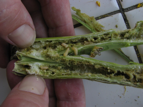 Po prerezan&iacute; deformovan&yacute;ch stoniek sa v&nbsp;nich nach&aacute;dza niekoľko lariev krytonosa