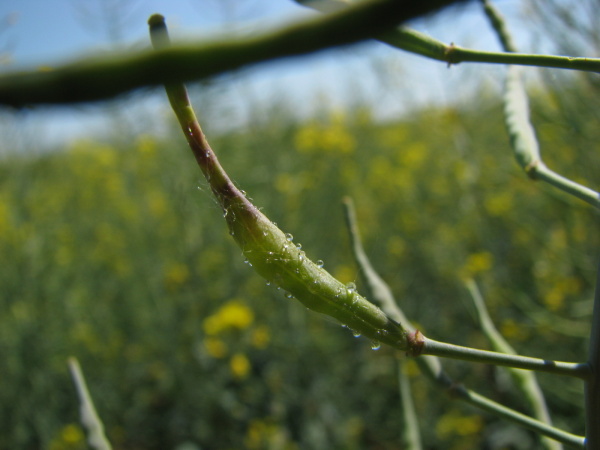 &Scaron;e&scaron;uľa po&scaron;koden&aacute; byľomorom kelov&yacute;m