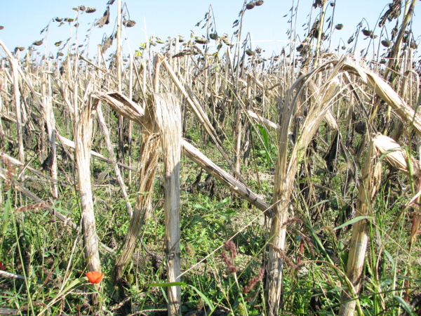 Silne napadnut&yacute; porast slnečnice hubou Sclerotinia sclerotiorum; patog&eacute;n sp&ocirc;sob&iacute; &uacute;pln&eacute; rozru&scaron;enie stoniek, ktor&eacute; sa ľahko l&aacute;mu