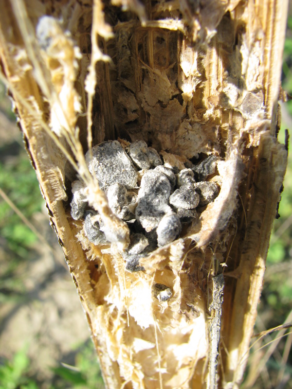 Pri bielej hnilobe sa vo vn&uacute;tri po&scaron;koden&yacute;ch stoniek tvoria skler&oacute;ci&aacute;, ktor&eacute; s&uacute; d&ocirc;ležit&yacute;m identifikačn&yacute;m znakom tohto ochorenia