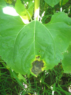 Hned&eacute;, nekrotick&eacute; &scaron;kvrny ohraničen&eacute; žlt&yacute;m lemom - prv&eacute; sympt&oacute;my sivej &scaron;kvrnitosti na listoch, po prim&aacute;rnej infekcii askosp&oacute;rami patog&eacute;na