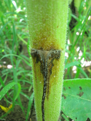 Sympt&oacute;m sivej &scaron;kvrnitosti slnečnice - začiatok tvorby &scaron;kvrny na stonke