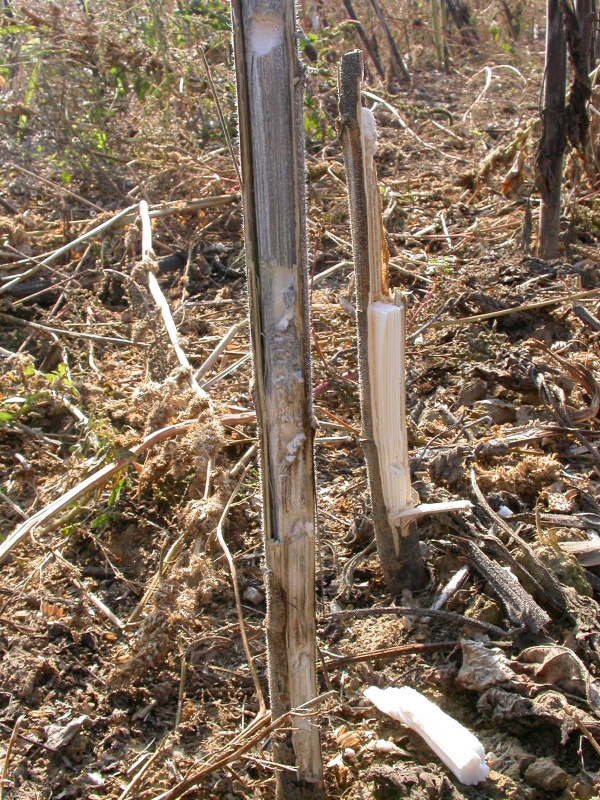 Sympt&oacute;my popolavej hniloby slnečnice v&nbsp;spodnej časti stonky; v&nbsp;dreni stonky napadnut&yacute;ch rastl&iacute;n s&uacute; viditeľn&eacute; čierne mikroskler&oacute;ci&aacute;