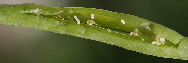 larvy bejlomorky kapustov&eacute;