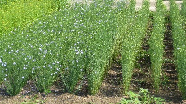 Experiment&aacute;lne pol&iacute;čka vzorkovnice alternat&iacute;vnych a&nbsp;energetick&yacute;ch plod&iacute;n Katedry rastlinnej v&yacute;roby SPU v&nbsp;Nitre