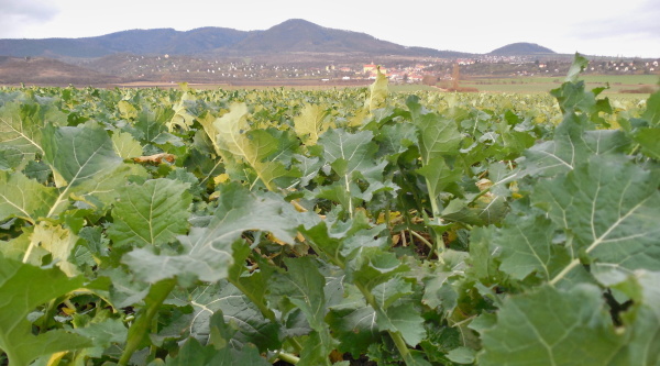 Vývoj porostu na podzim a přezimování rostlin jsou s výživou řepky úzce spjaty a vzájemně se ovlivňují