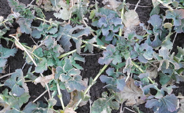 Vývoj porostu na podzim a přezimování rostlin jsou s výživou řepky úzce spjaty a vzájemně se ovlivňují