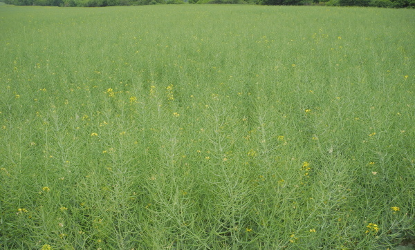 Přestože vrchol příjmu většiny živin u řepky nastává v období tvorby šešulí, je u některých živin důležité hnojení již před založením porostů