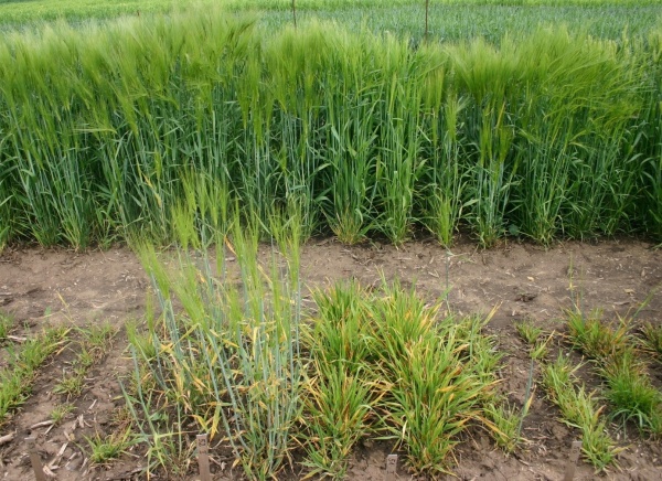 Obr. 1: Symptomy infekce virem BYDV u&nbsp;4 n&aacute;chyln&yacute;ch odrůd ozim&eacute;ho ječmene: Doreen - 50, Fabian - 51, Henriette - 52, Jup - 53; v&nbsp;pozad&iacute; je neinfikovan&aacute; kontrola