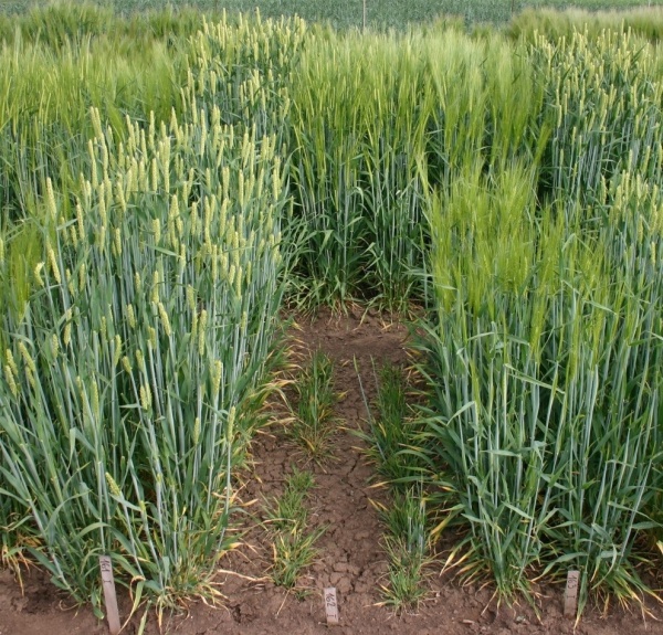 Obr. 2: M&iacute;rně rezistentn&iacute; odrůda Travira - 163 v&nbsp;porovn&aacute;n&iacute; s&nbsp;kontroln&iacute;mi odrůdami Wysor (rezistentn&iacute;) - 161 a&nbsp;Graciosa (n&aacute;chyln&aacute;) - 162; v&nbsp;pozad&iacute; je neinfikovan&aacute; kontrola