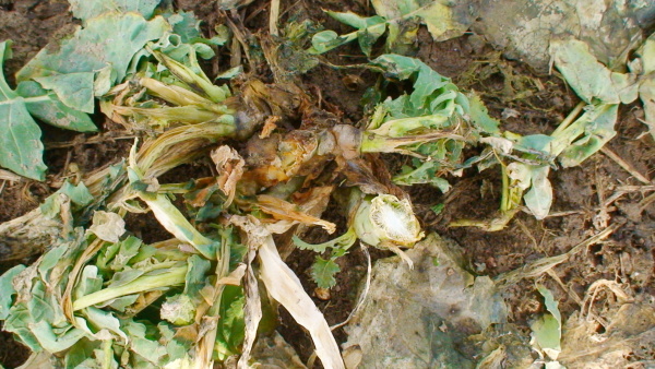 Obr. 1: Pod vy&scaron;&scaron;&iacute; sněhovou pokr&yacute;vkou doch&aacute;z&iacute; k&nbsp;rozvoji chorob u&nbsp;rostlin s&nbsp;del&scaron;&iacute;m kořenov&yacute;m krčkem