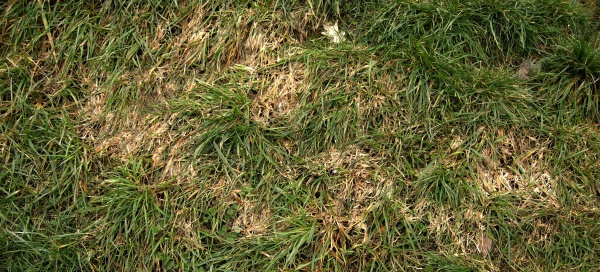 Vyzimov&aacute;n&iacute; tr&aacute;vn&iacute;ku houbov&eacute;ho původu