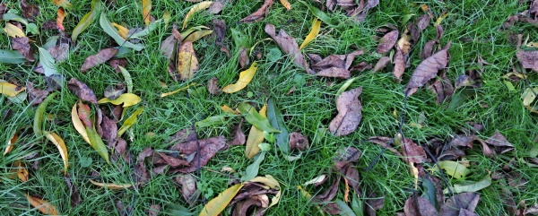 &Uacute;klid spadan&eacute;ho list&iacute; je preventivn&iacute;m opatřen&iacute;m proti chorob&aacute;m