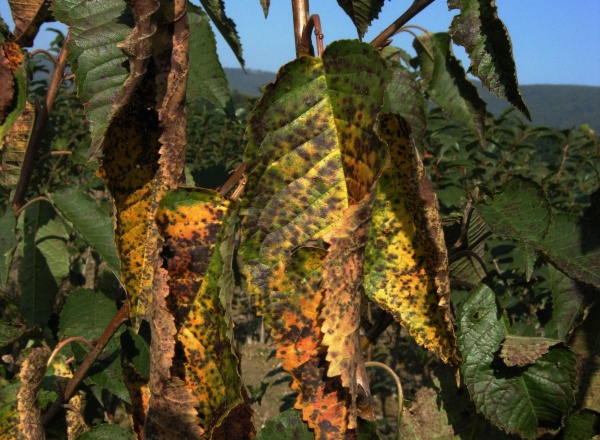 Skvrnitost listů tře&scaron;ně