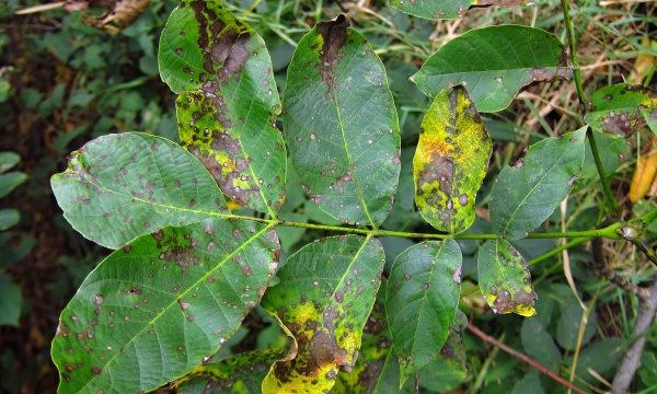 Hnědnut&iacute; listů oře&scaron;&aacute;ku a&nbsp;bakteri&aacute;ln&iacute; skvrnitost oře&scaron;&aacute;ku