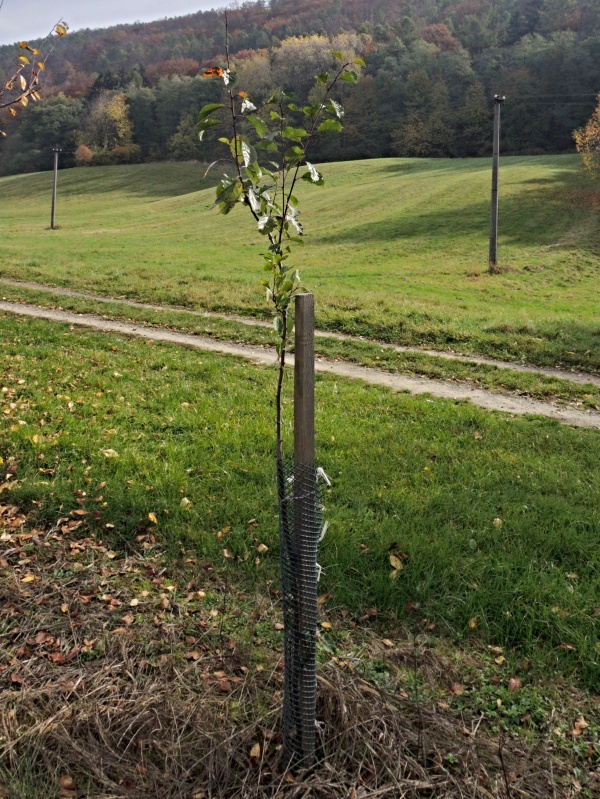 Ochrana stromku před okusem