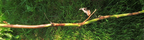 Př&iacute;znaky odum&iacute;r&aacute;n&iacute; malin&iacute;ku