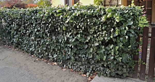 Živ&yacute; plot chr&aacute;n&iacute; před větrem