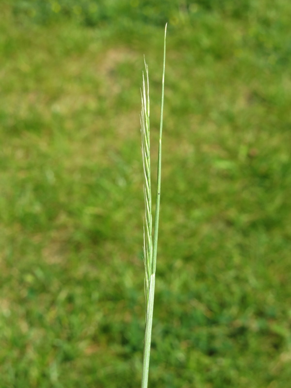 Po vět&scaron;inu vegetace je spodn&iacute; č&aacute;st laty mrvky my&scaron;&iacute;ho oc&aacute;sku kryt&aacute; listovou pochvou