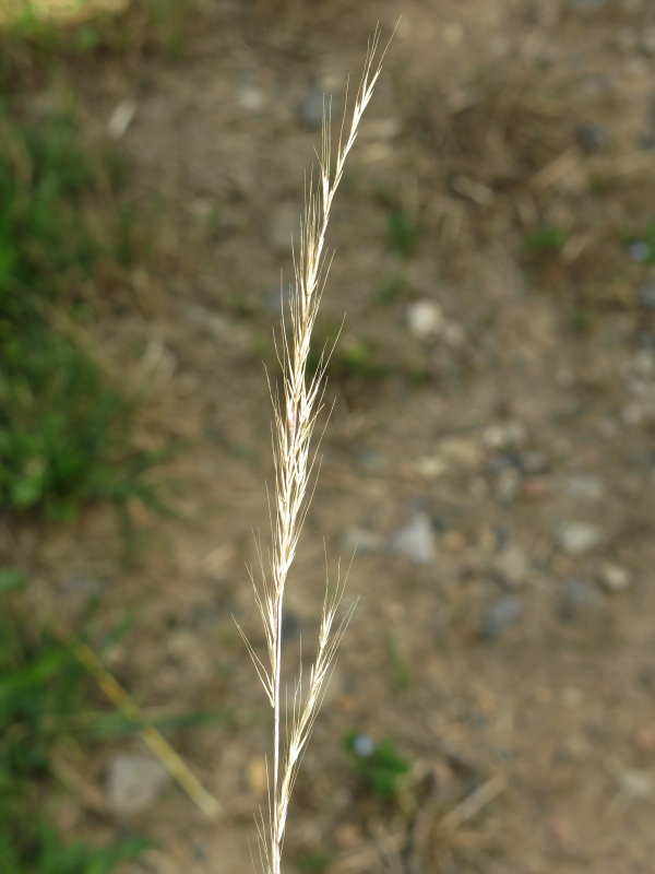 Dozr&aacute;l&aacute; lata mrvky my&scaron;&iacute;ho oc&aacute;sku