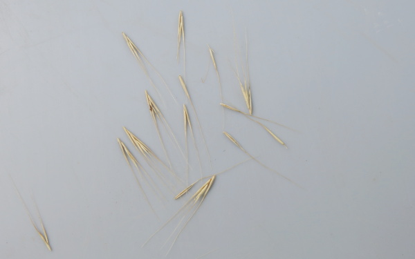 Kl&aacute;sky a&nbsp;obilky s&nbsp;osinou, kter&aacute; m&aacute; oproti obilce přibližně dvojn&aacute;sobnou d&eacute;lku