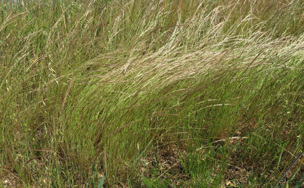 Porost mrvky my&scaron;&iacute;ho oc&aacute;sku při okraji poln&iacute; cesty