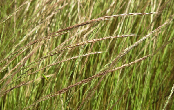 Laty mrvky jsou &uacute;zk&eacute;, jednostranně převisl&eacute;