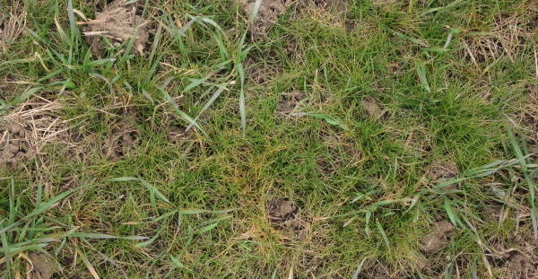 Velmi siln&yacute; v&yacute;skyt mrvky my&scaron;&iacute;ho oc&aacute;sku v&nbsp;porostu ozim&eacute; p&scaron;enice