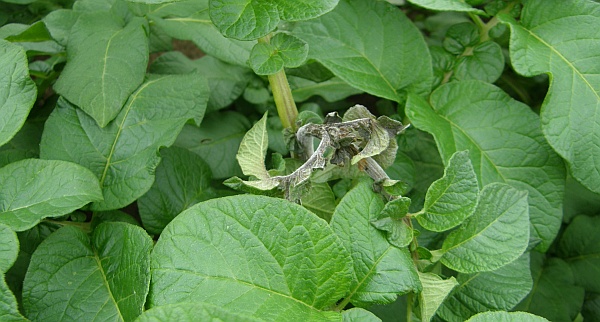 Prim&aacute;rn&iacute; infekce pl&iacute;sn&iacute; bramboru