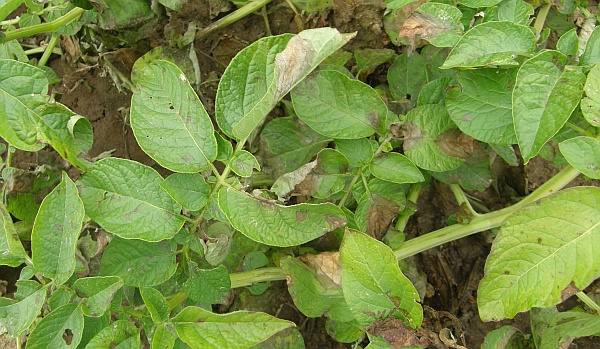 Epidemick&eacute; &scaron;&iacute;řen&iacute; pl&iacute;sně ve &scaron;patně o&scaron;etřen&eacute;m porostu