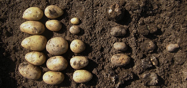 Odrůda bramboru n&aacute;chyln&aacute; k&nbsp;pl&iacute;sni bramboru na hl&iacute;z&aacute;ch