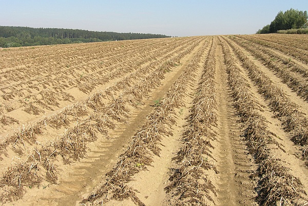 Porost po desikaci připraven&yacute; na sklizeň