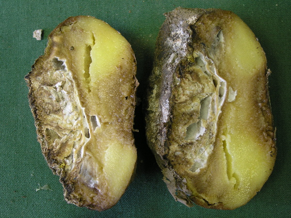 Fusariová hniloba na řezu hlízou