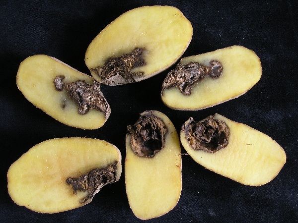 Fomová hniloba na řezu hlízou