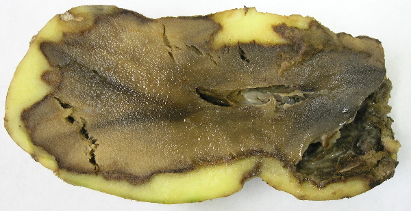 Měkká hniloba hlíz