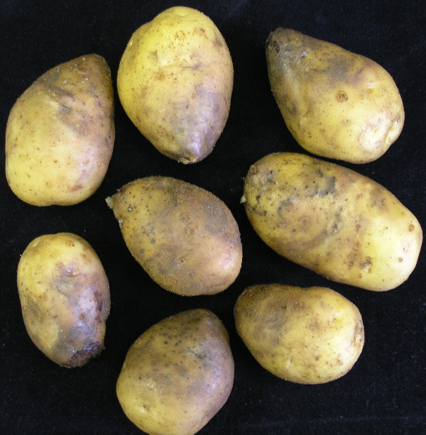 Hlízy napadené plísní bramboru