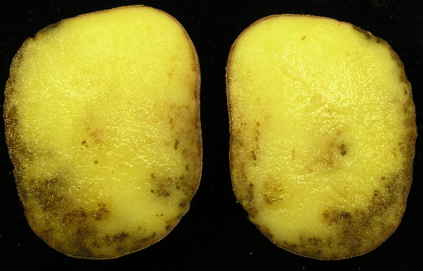 Příznaky plísně bramboru na řezu hlízou