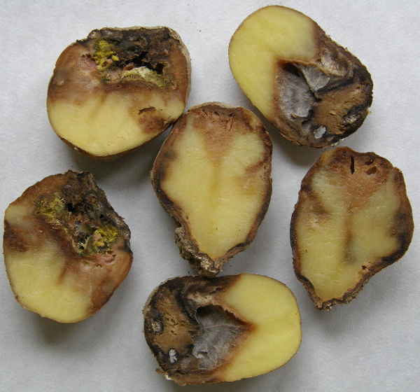 Směsná infekce fuzárii a plísně bramboru