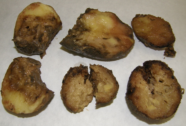 Směsná infekce plísně bramboru a baktérií