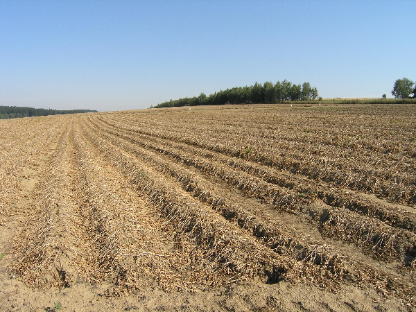 Včasné ukončení vegetace omezuje výskyt skládkových chorob