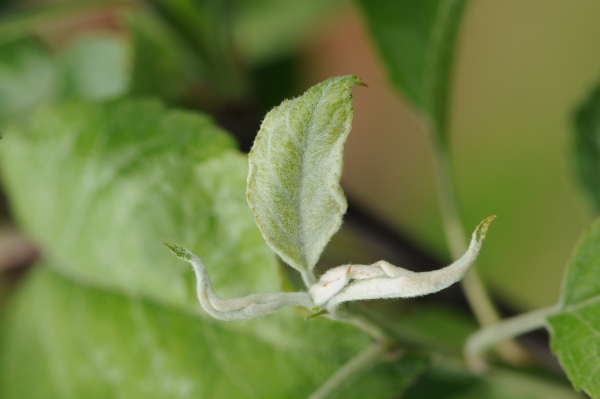 Padl&iacute; jabloně na listu