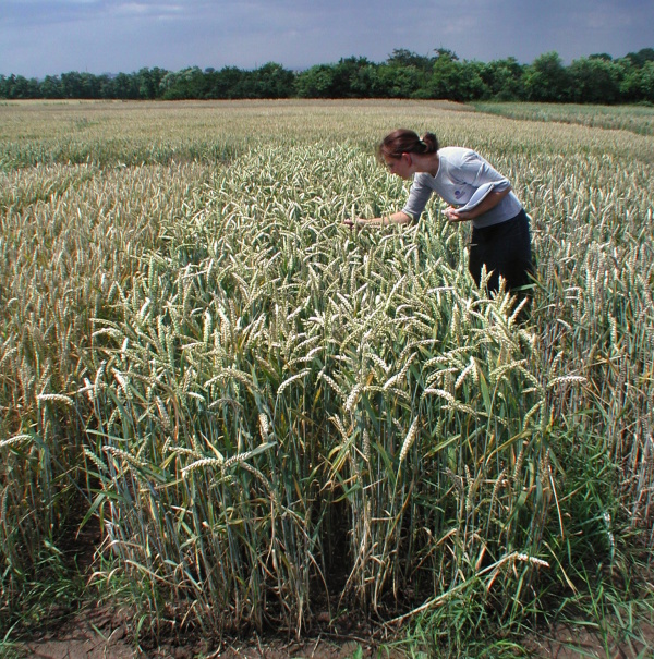 Hodnocení pokusných parcel
