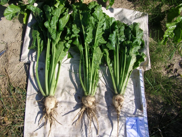 Deformace bulev (mrcasy) - vpravo spr&aacute;vn&yacute; tvar