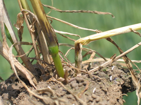 Choroby b&aacute;zy stebla - cieľ T0 aplik&aacute;cie