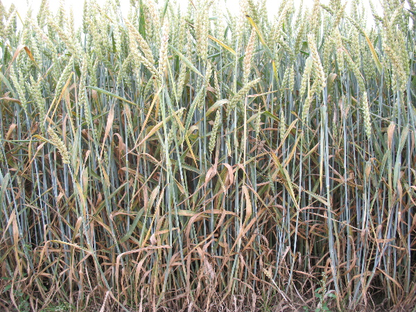 Listov&eacute; choroby - cieľ T1&ndash;T3 aplik&aacute;ci&iacute;