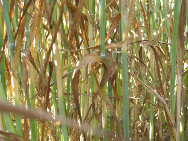 Ak&uacute; &uacute;rodu prinesie porast, ak choroby zničia listy?