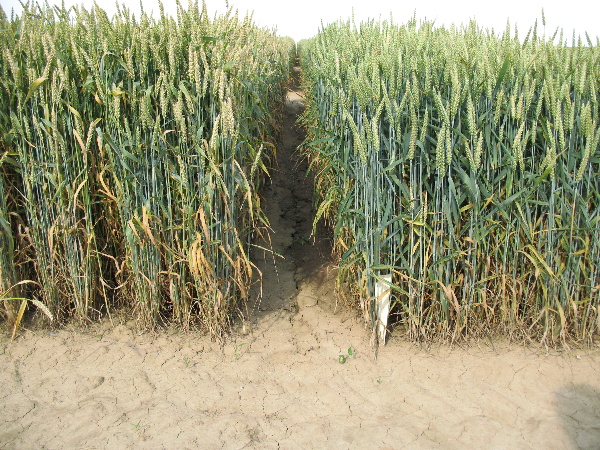 Markantn&yacute; rozdiel medzi fungic&iacute;dne o&scaron;etren&yacute;m a&nbsp;neo&scaron;etren&yacute;m porastom