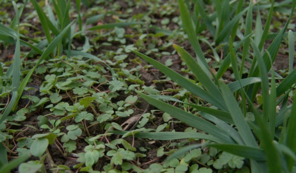  Obr. 1: Regulace kakostu maličk&eacute;ho, vze&scaron;l&eacute;ho v&nbsp;takov&eacute;to intenzitě, by měla b&yacute;t provedena je&scaron;tě na podzim 