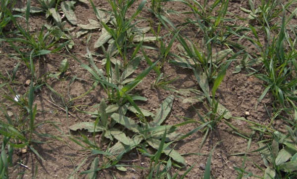 Obr. 3: Pch&aacute;č roln&iacute; masově vzch&aacute;z&iacute; až na jaře při vy&scaron;&scaron;&iacute;ch teplot&aacute;ch, s&nbsp;jeho regulac&iacute; je proto nutn&eacute; vyčkat až do doby než bude vze&scaron;l&aacute; vět&scaron;ina listov&yacute;ch růžic